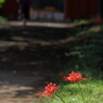 彼岸花巡り。。。３