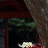 彼岸花巡り。。。４