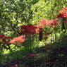 彼岸花巡り。。。６
