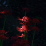 彼岸花巡り。。。７