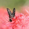 彼岸花巡り。。。８
