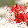 彼岸花巡り。。。９