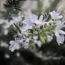 DSCF0715