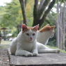 オマエ、１年ブリダニャッ !?　その３