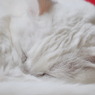 Mt.zzz