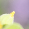 優しさの中で・・芽生え
