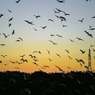 夕暮れどきは賑やか