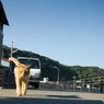 アニキ登場