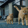 母と子ニャンですよ