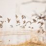 Flight of water birds : 水鳥たちの飛翔