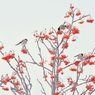 鳥の実る木　：　ウソ