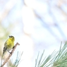 Yellow Happy　：　マヒワ