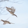 Flight 3　：　コウライキジ♀