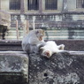 カンボジアの猿