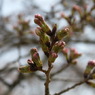 桜、蕾。