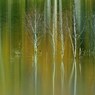 The scenery that there is the common cor