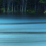 Shade of the forest