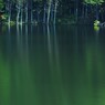 Dark Forest