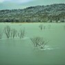 Winter green