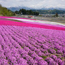 花絨毯