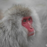上野動物園の猿