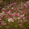 夕刻の花の宴