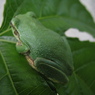緑イン緑