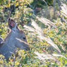 ハマナスの香り