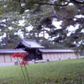 彼岸ぐらいが丁度よい