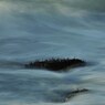 Undulation