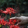 みちのく花魁2015 - XII