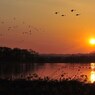 Return home of white-fronted geese