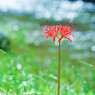 Charming redⅡ