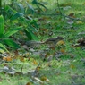 秋　森のなかまたち　シマリス1