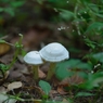 秋　森のなかまたち　白いキノコ