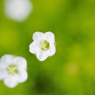 お花の時間４