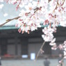 桜と三十三間堂