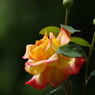 秋の花　薔薇　