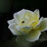 秋の花　薔薇　Ⅱ