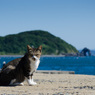 海辺のステキなネコさん