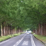 高島市散歩　緑のトンネル