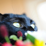 花束を狙う黒猫きーちゃん