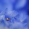 in the sea of hydrangea