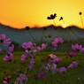 秋桜哀歌ー蝶のように