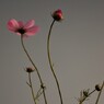 秋桜哀歌ー淑やかさ