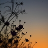 秋桜哀歌ー夕暮れ