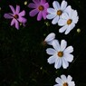 秋桜哀歌ー白き花