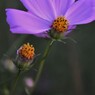 秋桜哀歌ー花弁