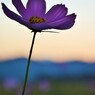 秋桜哀歌ー浮遊