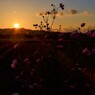 秋桜哀歌ー夕焼け